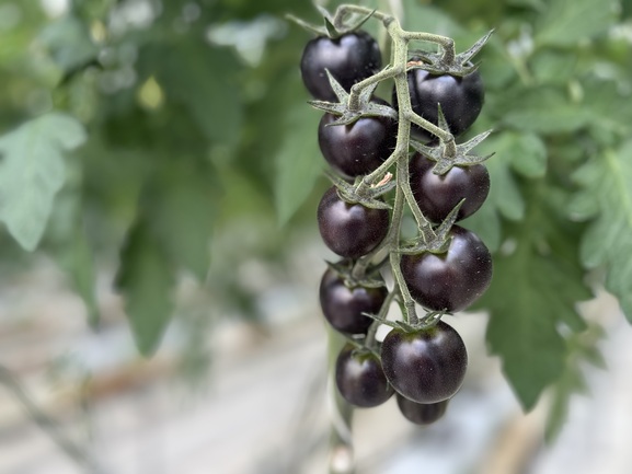 1130_KeyVisual_202512130049407