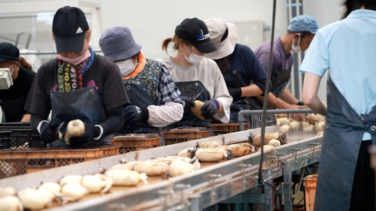 熊本県産れんこん『幸祝』 ピロー包装 | 株式会社カワカミ蓮根 | 出展者・商品検索システム
