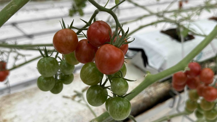 たまとま | 株式会社ゼブラグリーンズ | 出展者・商品検索システム