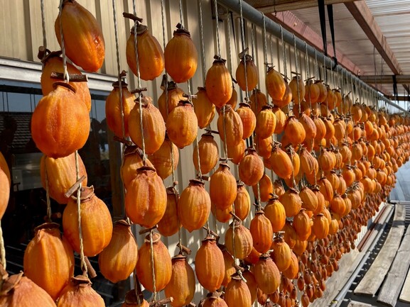 覇江‼️12kg 干し柿 渋柿 干し柿用 蜂屋柿 無農薬 10キロ